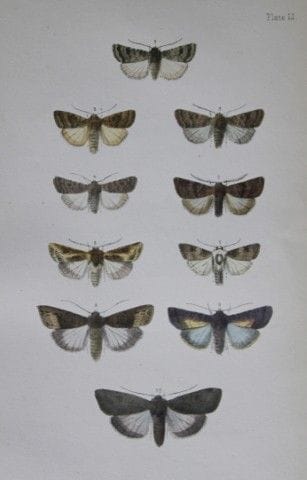 Révérend F.O. Morris - Gravure représentant des pa