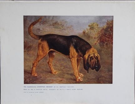 Chromolithograph of a Bloodhound after Lilian Chev