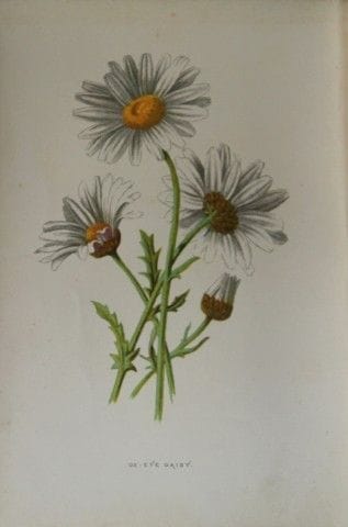Shirley Hibberd – Margerite, 1877.

Dieser chromol