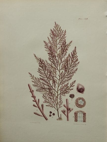 威廉-哈维 - 1846 年《海草》手绘石版画。

这幅石版画出自 Phycologia Brita