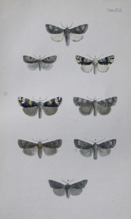 Révérend F.O. Morris - Gravure représentant des pa