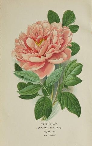 Edward Step - Chromolithographie de fleurs, 1896.
