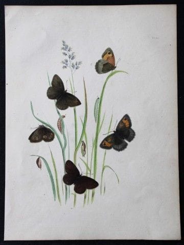 HN Humphreys – Handkolorierte Lithografie britisch