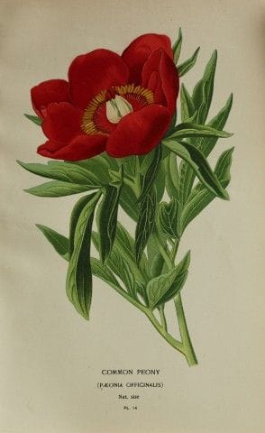 Edward Step - Chromolithographie de fleurs, 1896.
