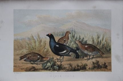 L. Lloyd – Schwarzer Hahn von Korner, 1867.

Diese