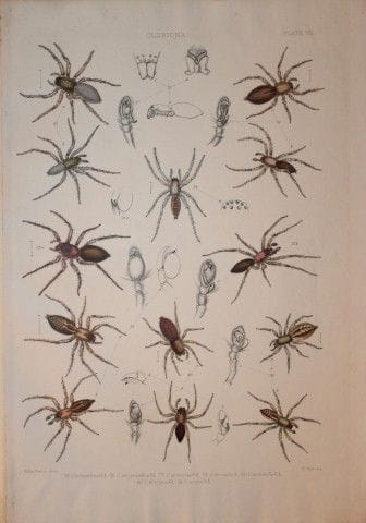 J. Blackwall - Lithographie coloriée à la main rep