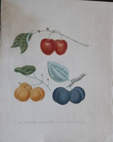 George Brookshaw - Planche X : Variétés de prunes 
