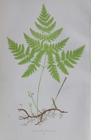 Edward Lowe - Gravure de fougère colorée à la main