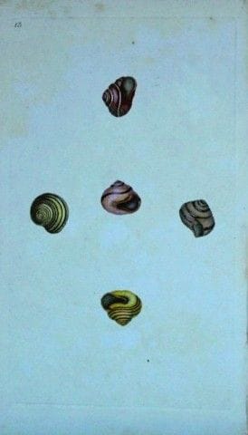 Edward Donovan – Handkolorierter Stich von Muschel