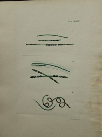 William Harvey - Lithographie coloriée à la main d