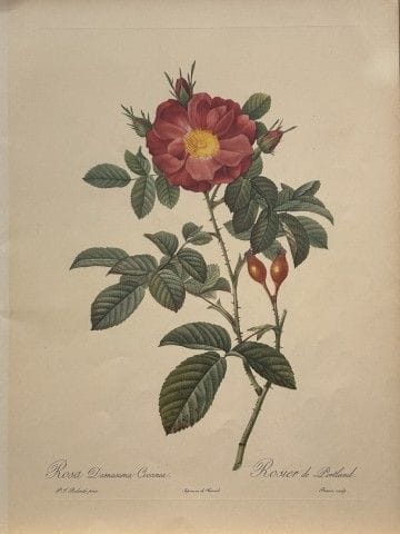 P. J. Redouté - Ariel Press, 1956.

Cette estampe,