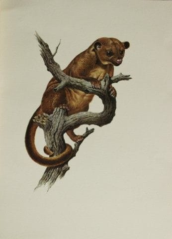 Amuchastegui – Lithografie eines Kinkajous, 1966.
