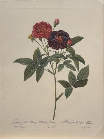 P. J. Redouté - Ariel Press, 1956.

Cette estampe,