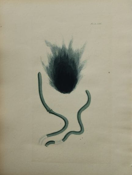 威廉-哈维 - 1846 年《海草》手绘石版画。

这幅石版画出自 Phycologia Brita