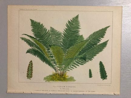 James Britten - Chromolithographie de fougères eur