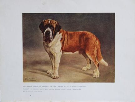 Chromolithograph of a St Bernard after Lilian Chev