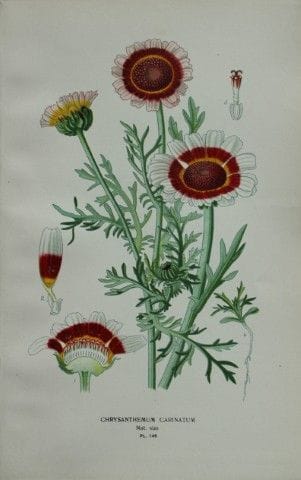 Edward Step - Chromolithographie de fleurs, 1896.
