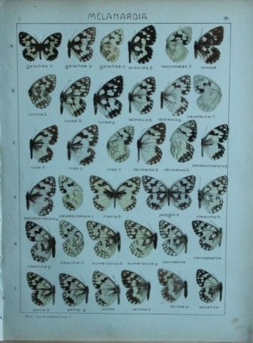 阿达尔伯特·塞茨——《世界蝴蝶图鉴》1914年。

这幅彩色石版画选自阿达尔伯特·塞茨博士所著的《世
