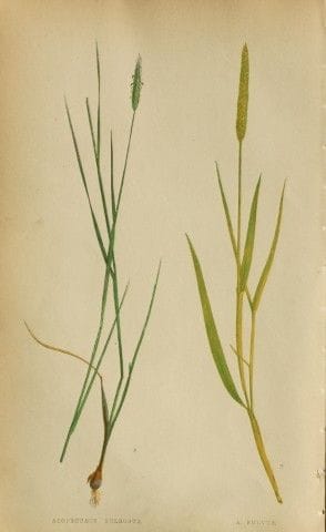 Edward Lowe – „A Natural History of British Grasse