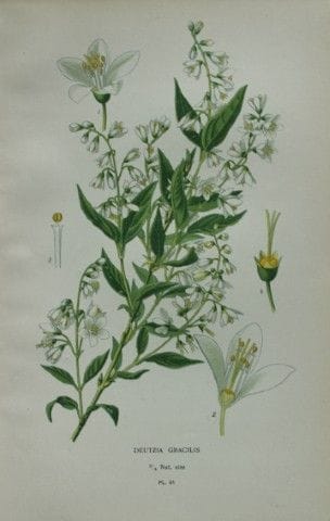 Edward Step - Chromolithographie de fleurs, 1896.

