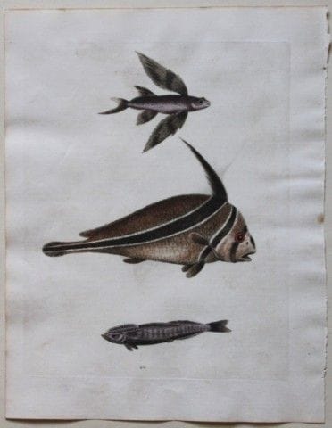 George Edwards – Der Ribband-Fisch, 1751.

Dieser 