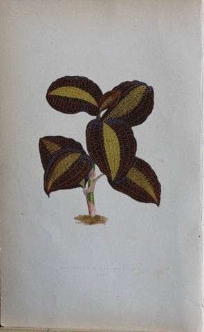 Edward Lowe - Beautiful Leaved Plants 1861.

This 