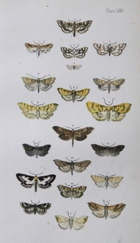 Révérend F.O. Morris - Gravure représentant des pa
