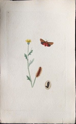 Edward Donovan - Gravure sur cuivre représentant d