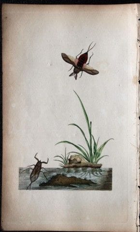 Edward Donovan - Gravure sur cuivre représentant d