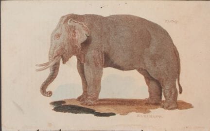 Brightly – Stich eines Elefanten, 1811.

Dieser Ku