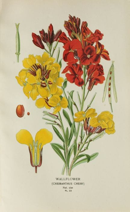 Edward Step - Chromolithographie de fleurs, 1896.
