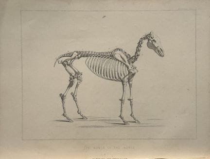 Benjamin Herring - Lithograph of the Bones of the 