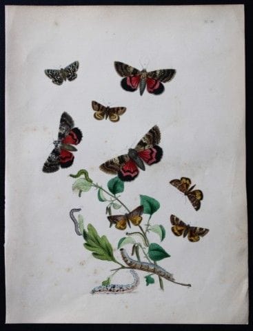 HN Humphreys - Lithographie coloriée à la main rep