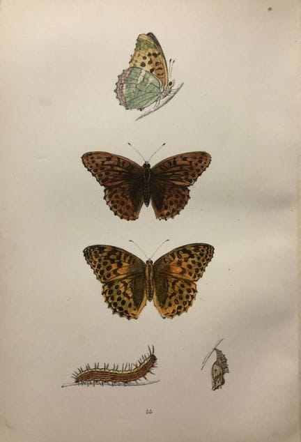 Révérend F. O. Morris – Gravure représentant des p