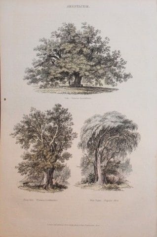 Charles Partington - Gravure colorée à la main rep