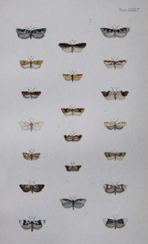 Révérend F.O. Morris - Gravure représentant des pa