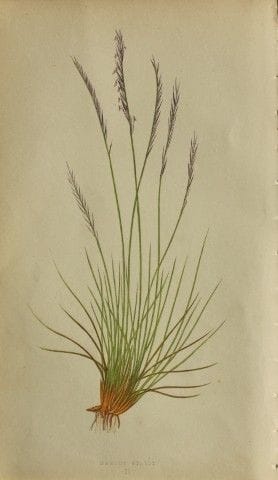 Edward Lowe – „A Natural History of British Grasse