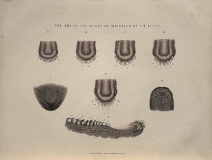 Benjamin Herring - Lithograph of the Ages  of the 