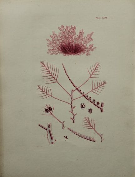威廉-哈维 - 1846 年《海草》手绘石版画。

这幅石版画出自 Phycologia Brita