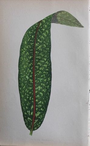 Edward Lowe - Beautiful Leaved Plants 1861.

This 