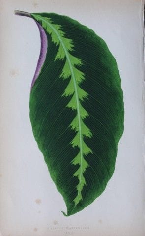 Edward Lowe - Beautiful Leaved Plants 1861.

This 