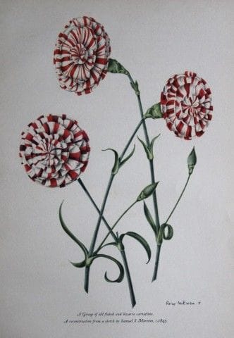 Rory McEwen – Lithografie aus „Old Carnations“, 19