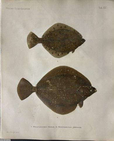Wilhelm von Wright – Wunderschöne Lithografie mit 