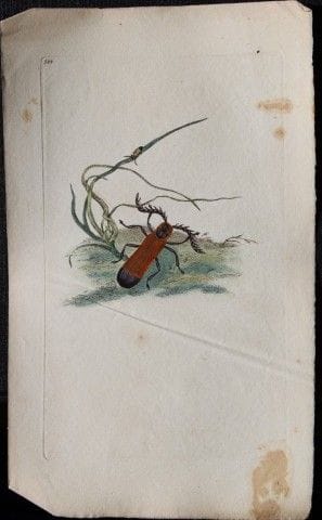 Edward Donovan - Gravure sur cuivre représentant d