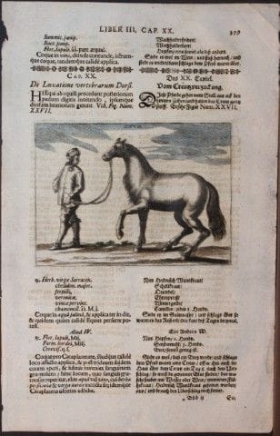 Georg Winter – Seltener Stich aus „Bellerophon“ zu