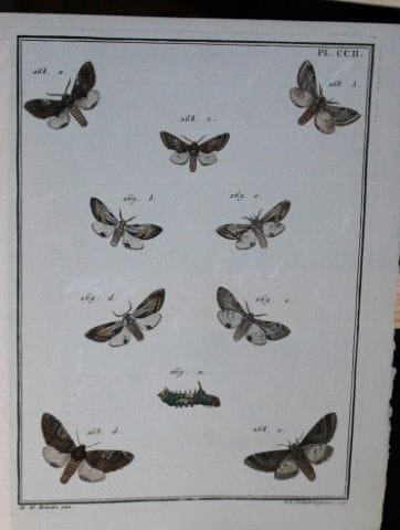 ME Hochecker - Gravure tirée de *Insectes d'Europe