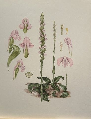 Mary Grierson - Magnifique lithographie d'orchidée