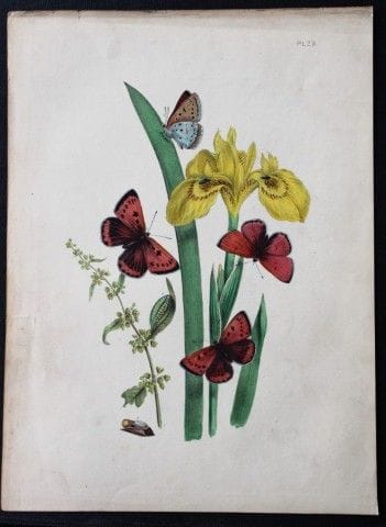 HN Humphreys – Handkolorierte Lithografie britisch