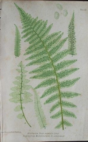 托马斯·摩尔——托马斯·摩尔1863年创作的“自然印制”蕨类植物图。

这幅版画出自托马斯·摩尔所著