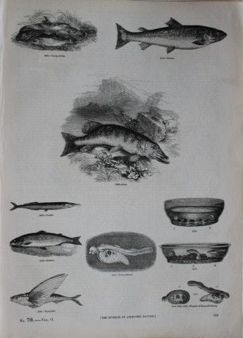 Gravure de poissons publiée par Charles Knight en 